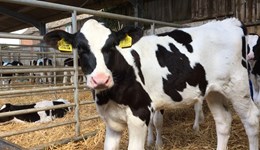 Flexibility is the key to success in pasture-based system